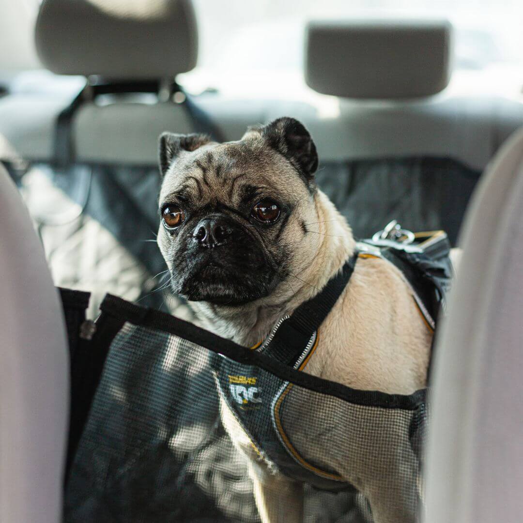 MrFluffyFriend™ - Car Seat Cover for Dogs - Image 5