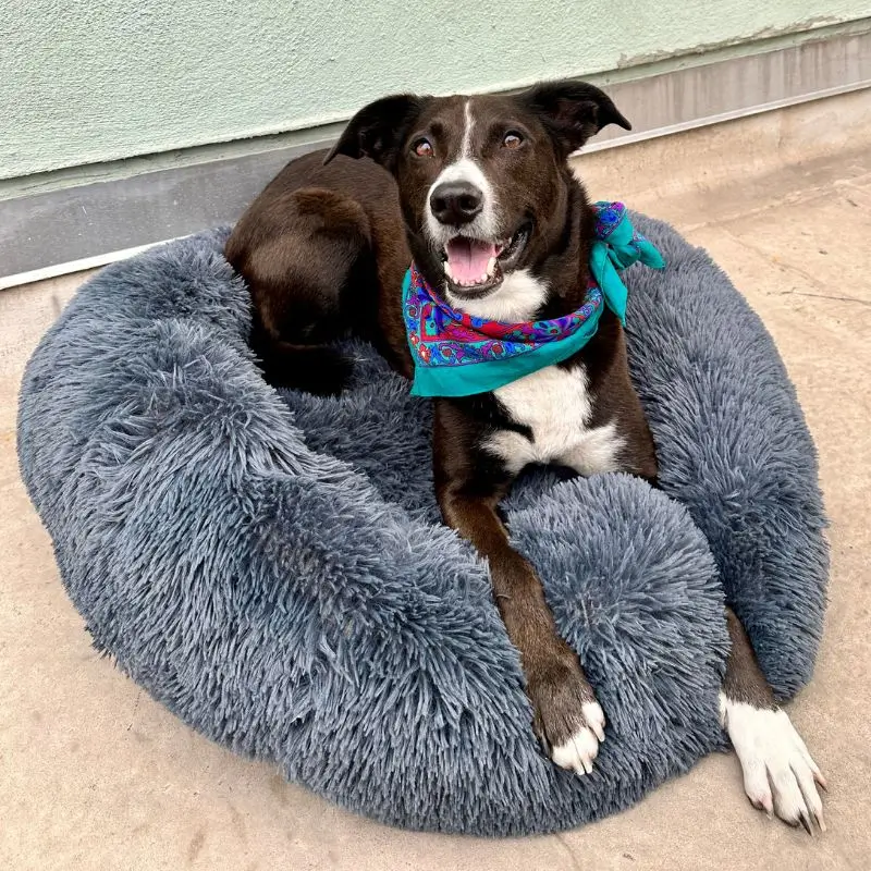 MrFluffyFriend™ - World's #1 Anxiety Relieving Dog Bed - Image 2