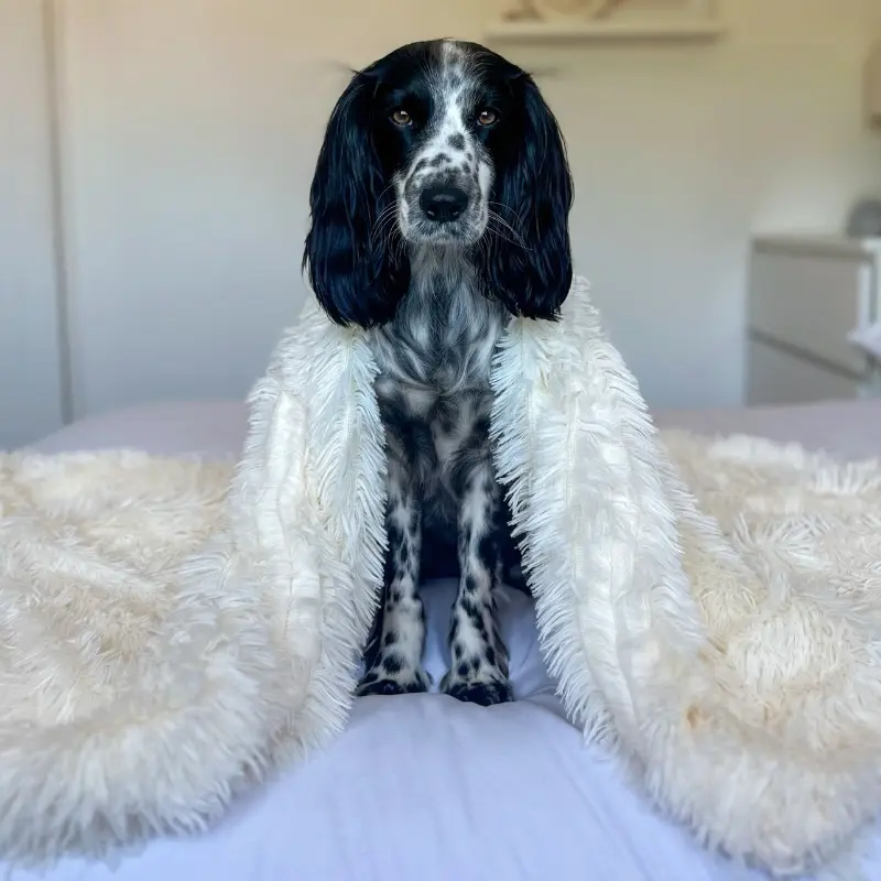 MrFluffyFriend™ - Anxiety Relieving Fluffy Pet Blanket - Image 4